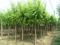 綠林園藝 構(gòu)筑河北工程生態(tài)之美，專業(yè)提供花灌木與綠化工程服務(wù)