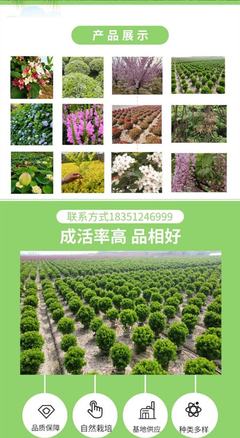 小葉扶芳藤 打造美麗新農(nóng)村與園林景區(qū)的綠色生態(tài)先鋒